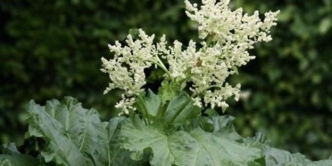 Kako jesti rabarbaru: listove i stabljike